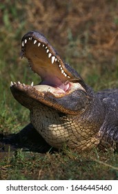 American Alligator, alligator mississipiensis, Adult with Open Mouth in Defensive Posture   
