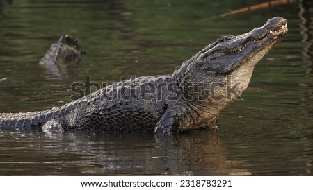 The American alligator (Alligator mississippiensis)