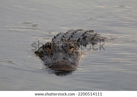 American Alligator, Alligator mississippiensis, Adults and Juveniles 