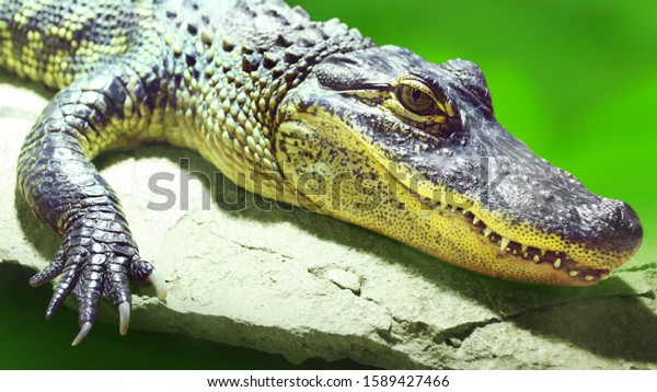 are alligators apex predators