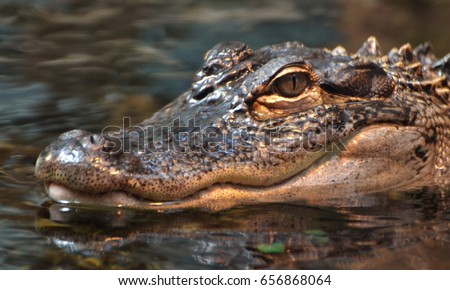 An American alligator (Alligator mississippiensis), in a Florida swamp