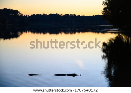 American alligator (Alligator mississippiensis) native to United States of America