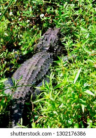 American Alligator, Alligator Mississippiensis, USA, Louisiana, Cameron Parish, Creole Nature Trail,