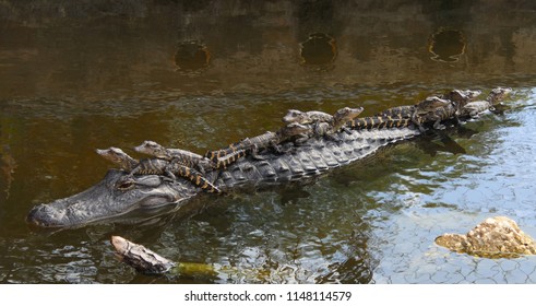 American Alligator Mother With 9 Babies Riding On Her Back In The Canal