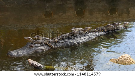 american alligator mother with 9 babies riding on her back in the canal