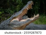 An american alligator with it