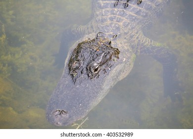 American Alligator resting closely below water surface in the Everglades. The photo shows the head and the front legs of the animal, the eyes and the nostrils are above water.