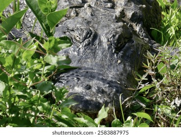 American alligator resting in dense green vegetation near water