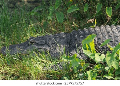 American Alligator Resting in Grass. An American alligator lying still in grassy surroundings with lush green vegetation, blending into its natural habitat.