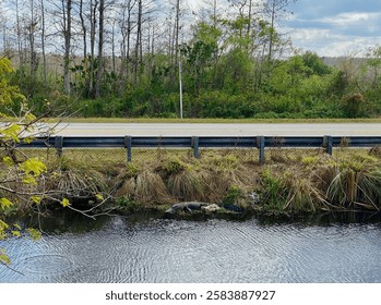American alligator resting near a roadside canal along Tamiami Trail U.S. Highway 41, Everglades, Florida