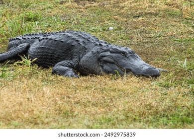 American Alligator resting on the grass. - Powered by Shutterstock