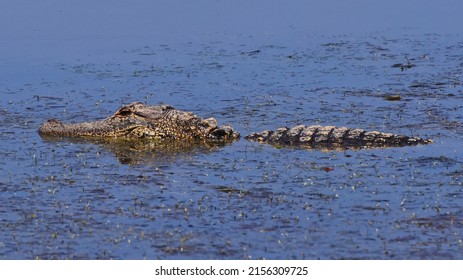 American Alligator River Alligator Mississippiensis Stock Photo ...