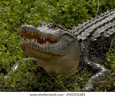 American alligator says hello in Apopka Fllorida