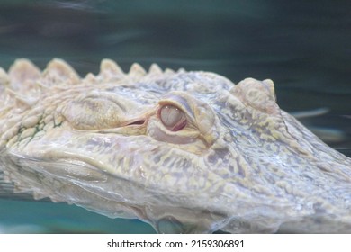 American alligator
Shoot in Canon