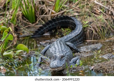 American Alligator In Southeast Louisiana