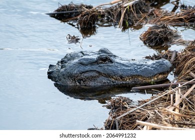 American Alligator In Southeast Louisiana