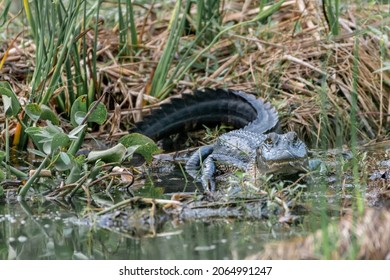 American Alligator In Southeast Louisiana