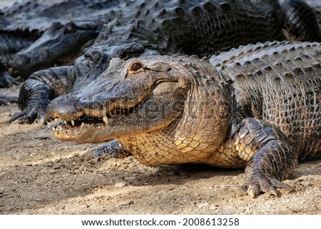 American alligator, swamp habitat, Florida USA