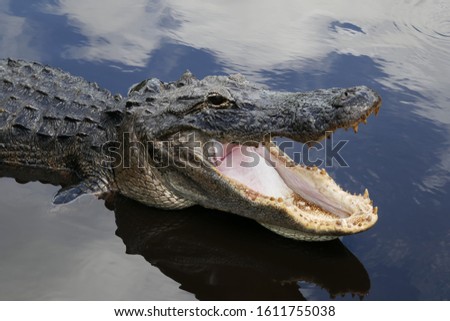 American alligator in a swamp in south Florida 