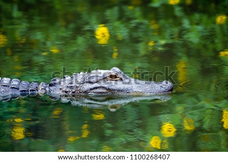 American Alligator Swimming in Everglades with colorful reflection in water
