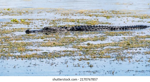 American Alligator swimming in marsh at Orlando Wetland Park, Florida.