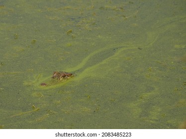 American Alligator Swimming Through Water With Green Algae , Southern US Animals, Large Reptile In Natural Habitat North American Predators, Marsh Wildlife In Texas, Louisiana And Florida Everglades