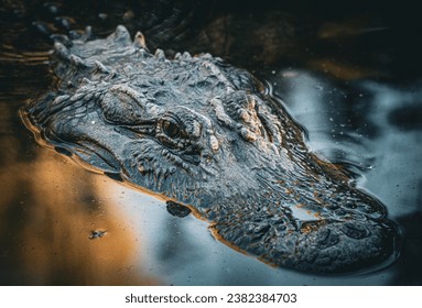 An American Alligator wades in the water. It's scales and color allow it to camouflage with its environment. These alligators are normally found in slow moving rivers, swamps, and marshes.