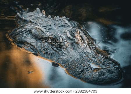 An American Alligator wades in the water. It's scales and color allow it to camouflage with its environment. These alligators are normally found in slow moving rivers, swamps, and marshes.