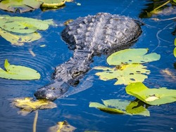 American Alligator In Water With Lily Pads  On The Anhinga Trail In The Royal Palm Area Of Everglades National Park In South Florida USA
