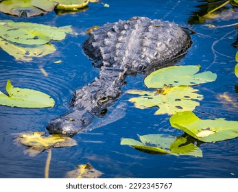 American Alligator in water with Lily Pads  on the Anhinga Trail in the Royal Palm area of Everglades National Park in south Florida USA