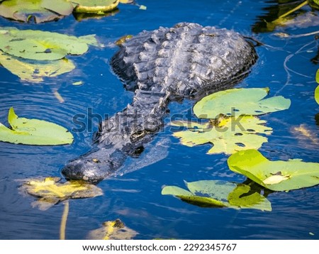 American Alligator in water with Lily Pads  on the Anhinga Trail in the Royal Palm area of Everglades National Park in south Florida USA