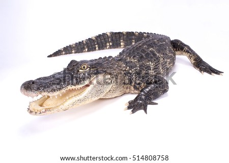 American alligator,Alligator mississippiensis