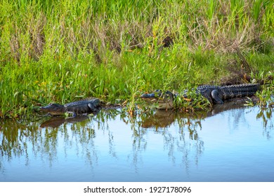 American Alligators Sunning In Southeast Texas