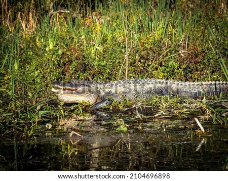 American Alligatot in Wakulla River at Edward Ball Wakulla Spring State Park in Florida USA