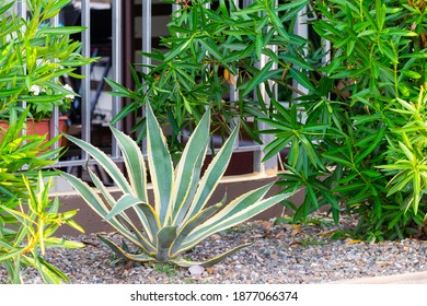 American Aloe Or Agave Growing In Flower Bed In A Park