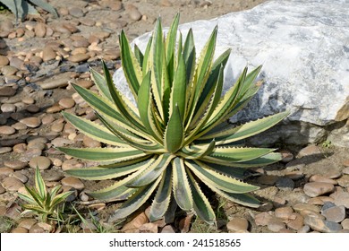 American Aloe, Century Plant.(Agave Americana  L.)