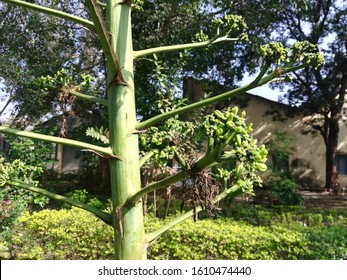 American Aloe, Wild Century Plant