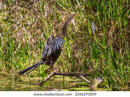 American Anhinga with chicks in the nest, Everglades National Park, Florida. Beautiful wild animals.
