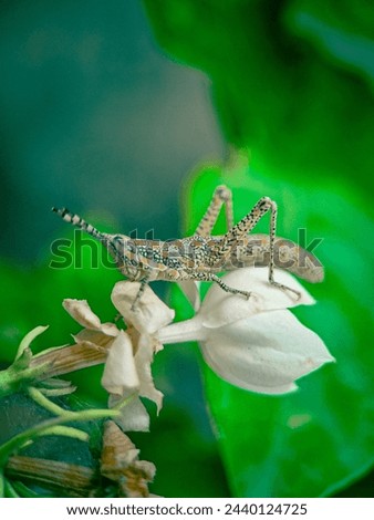 American anole on white flowers jasmine background 