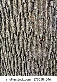 American Ash Tree Bark Texture