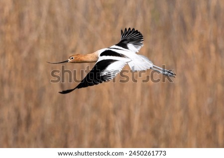 An American Avocet beautifully soaring in flight against a softly depicted background of woods and wild grasses at Cherry Creek State Park in Colorado.