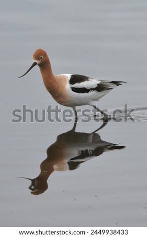 American Avocet in Clam Reflective Water