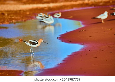 American Avocet Group Wading in Shallow Reflective Wetland Water Eye Level View
