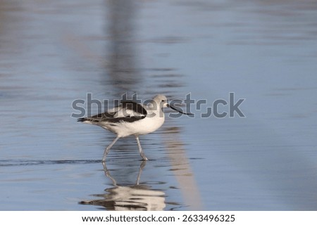 American Avocet (nonbreeding) (recurvirostra americana) wading in shallow water
