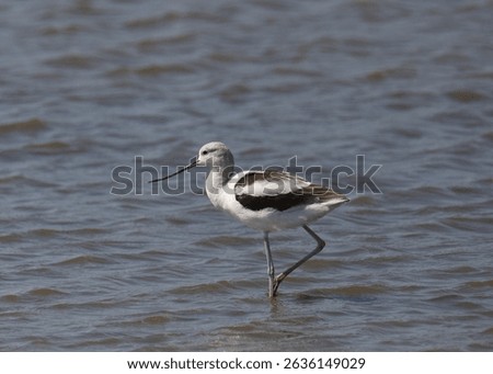 American Avocet (nonbreeding) (recurvirostra americana) standing on one leg in shallow water