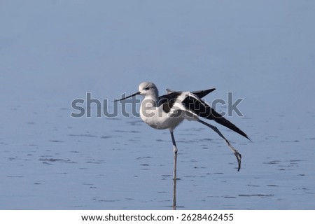 American Avocet (nonbreeding) (resurvirostra americana) standing in shallow water with one legs stretched out behind it