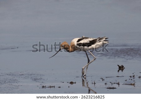 American Avocet (recurvirostra americana) foraging in shallow water