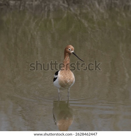 American Avocet (recurvirostra americana) standing in shallow water