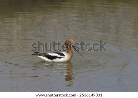 American Avocet (recurvirostra americana) swimming in a pond