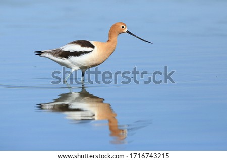 American Avocet  wading with reflection 